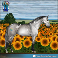 Horse Color:Gray White Spotted Grullo