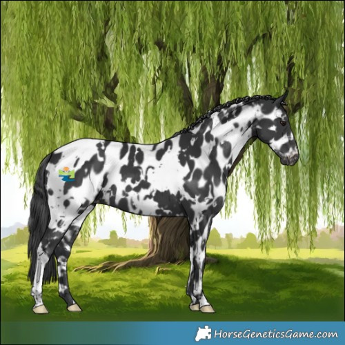 Horse Color:White Spotted Black Appaloosa 