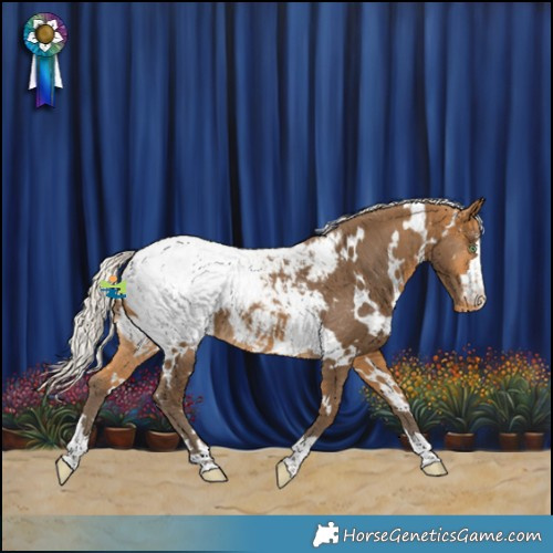 Horse Color:White Spotted Silver Buckskin Appaloosa 