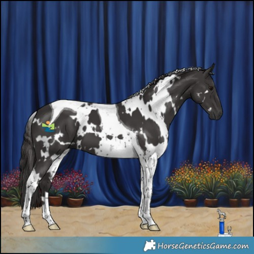Horse Color:White Spotted Smoky Black Tobiano