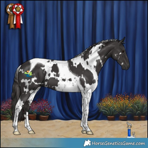Horse Color:White Spotted Smoky Black Tobiano 