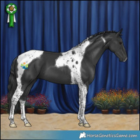 Horse Color:Black Tobiano 