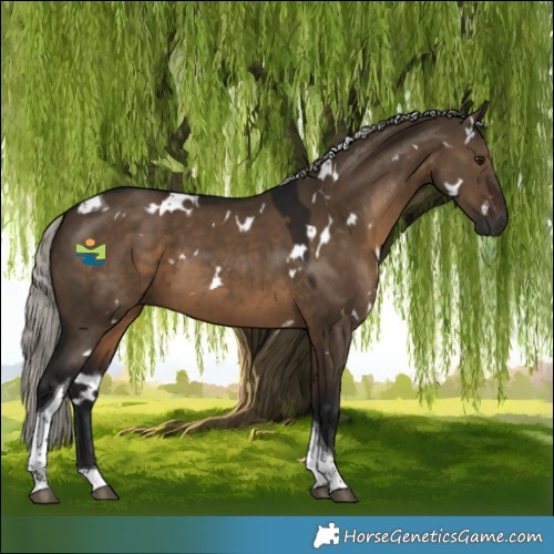 Horse Color:Gray White Spotted Silver Brown Dun Tobiano 