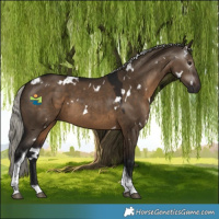Horse Color:Gray White Spotted Silver Brown Dun Tobiano