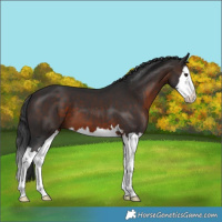 Horse Color:Unknown 