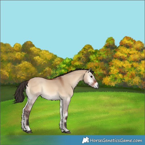 Horse Color:Bay Onyx 