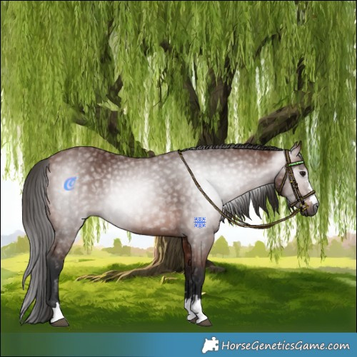 Horse Color:Gray Bay 