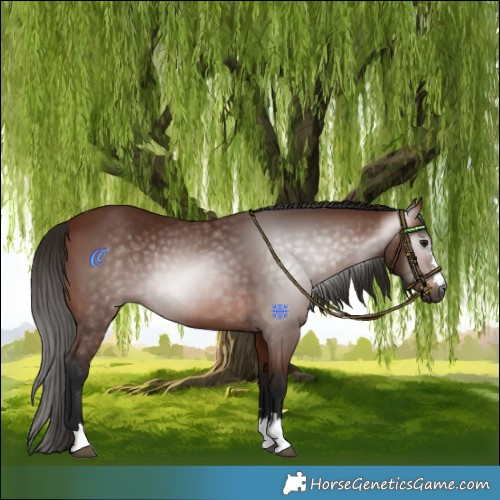 Horse Color:Gray Bay 