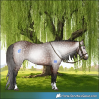 Horse Color:Gray Bay