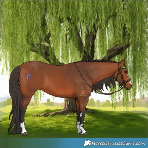 Horse Color:Bay 