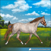 Horse Color:Red Roan 