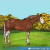 Horse Color:Chestnut  and Chestnut Splash 