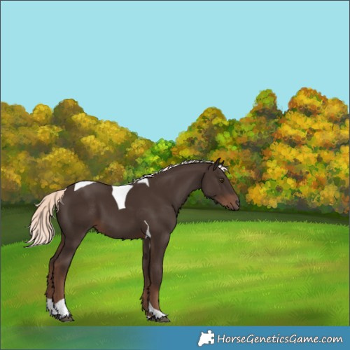 Horse Color:Liver Chestnut Mushroom Tobiano 