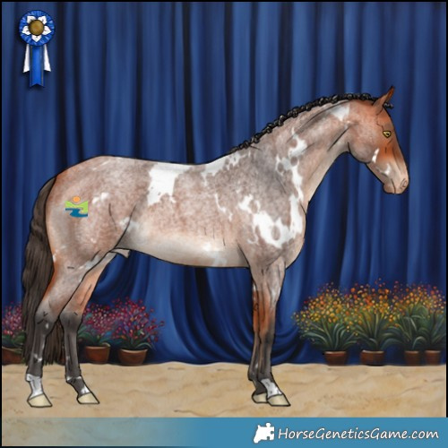 Horse Color:White Spotted Bay Roan Appaloosa 