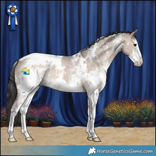 Horse Color:White Spotted Brown Dun Sabino Appaloosa 