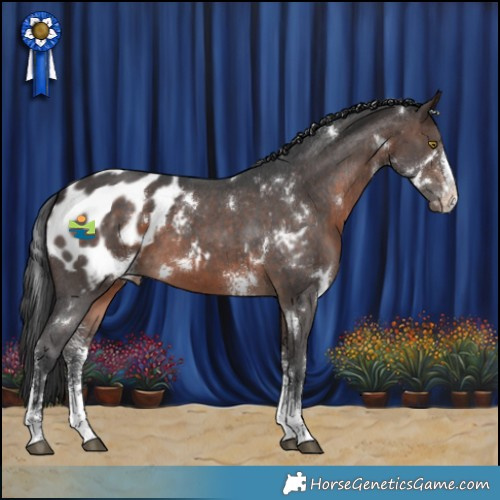 Horse Color:White Spotted Brown Sabino Appaloosa 