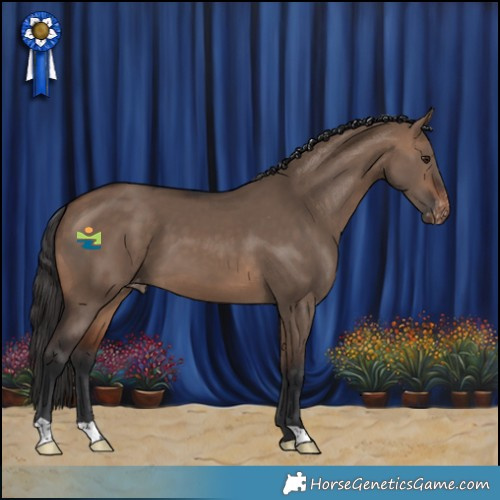 Horse Color:Brown Dun Appaloosa 