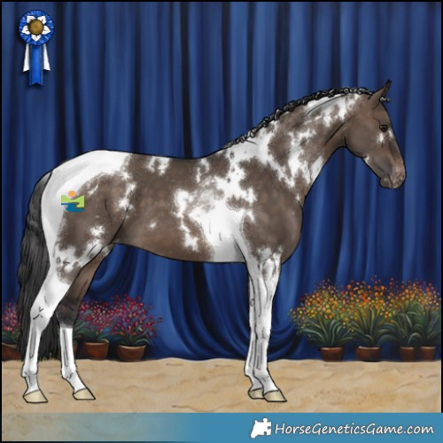 Horse Color:White Spotted Brown Dun Tobiano Appaloosa 