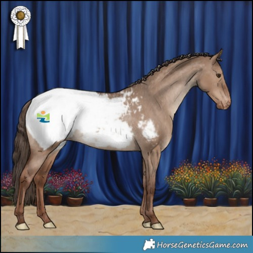 Horse Color:Liver Red Dun Appaloosa Rabicano 