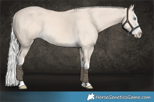 Horse Color:Cremello Splash and Cremello Splash