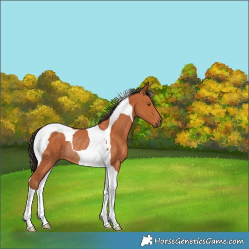 Horse Color:Bay Tobiano Rabicano