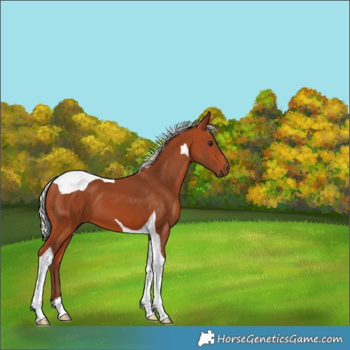Horse Color:Silver Bay Tobiano 