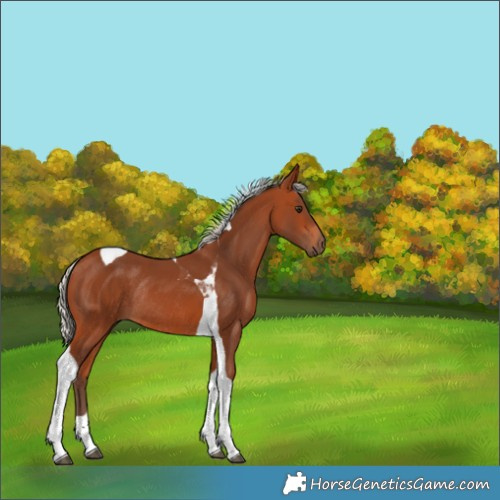 Horse Color:Silver Bay Tobiano Rabicano 