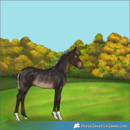 Horse Color:Gray Silver Brown Rabicano 