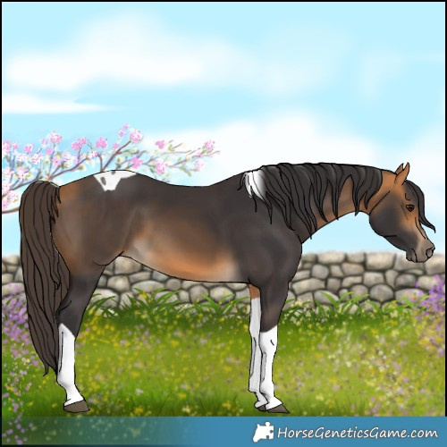 Horse Color:Buckskin Tobiano 
