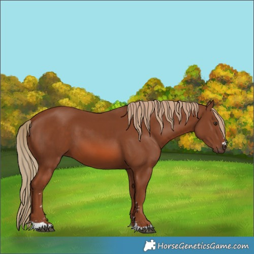 Horse Color:Chestnut 