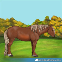 Horse Color:Chestnut 