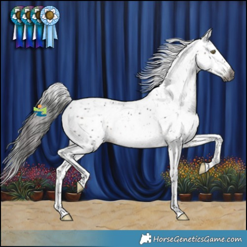 Horse Color:Gray Brown Sabino Appaloosa Rabicano 