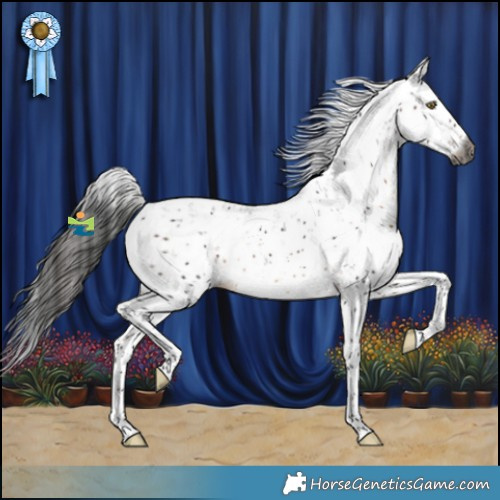 Horse Color:Gray Brown Sabino Appaloosa Rabicano 
