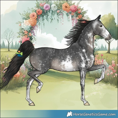 Horse Color:Gray Black Sabino Appaloosa Rabicano