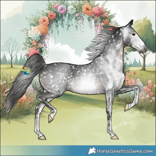 Horse Color:Gray Black Sabino Snowflake VarnishRabicano 
