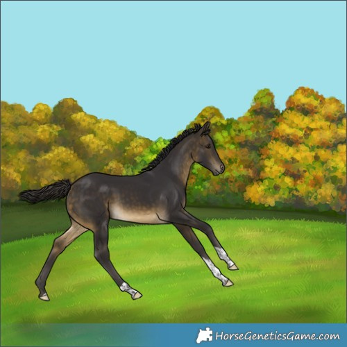 Horse Color:Buckskin Tobiano Rabicano 