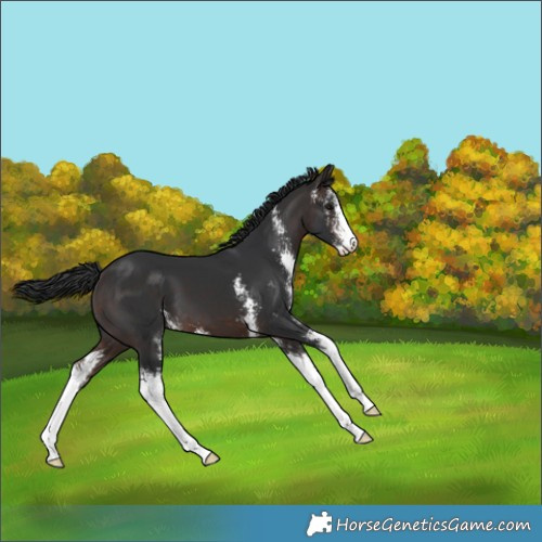 Horse Color:Brown Sabino Appaloosa 