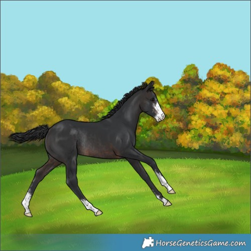 Horse Color:Brown Sabino Rabicano 