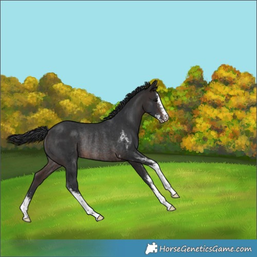 Horse Color:Brown Sabino Appaloosa Rabicano