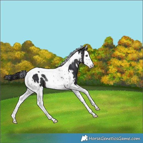 Horse Color:White Spotted Brown Splash Tobiano Rabicano 