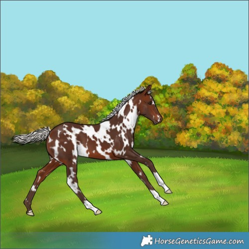 Horse Color:White Spotted Silver Brown 