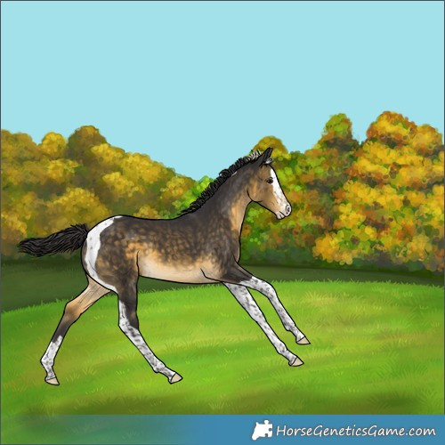 Horse Color:Buckskin Splash Tobiano 