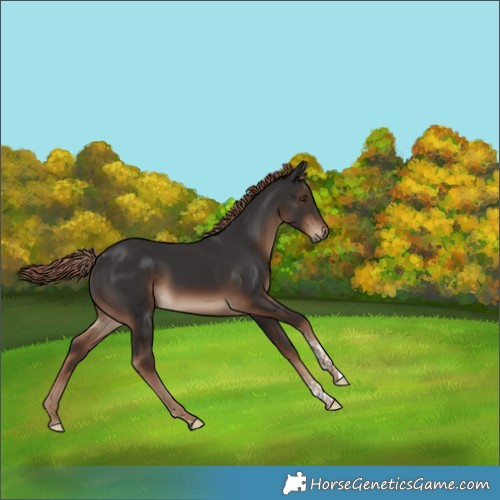 Horse Color:Liver Chestnut Tobiano 