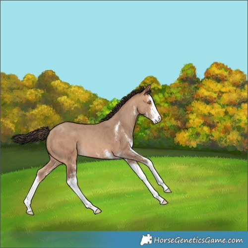 Horse Color:Amber Champagne Sabino