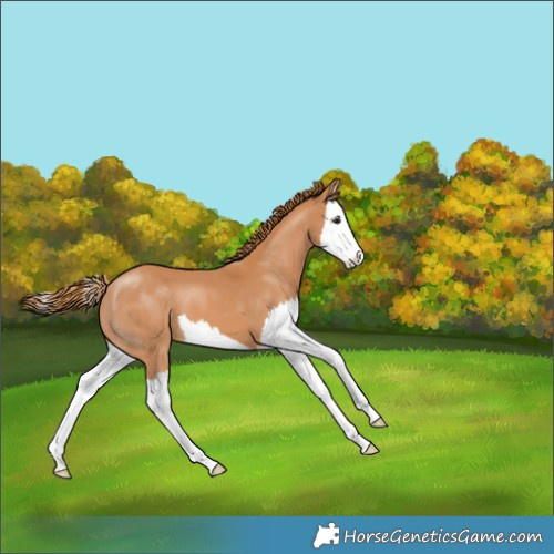 Horse Color:Chestnut Splash 