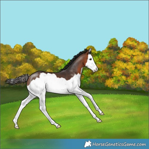 Horse Color:Bay Splash 