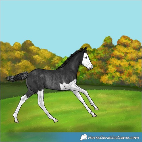 Horse Color:Gray Black Splash Rabicano
