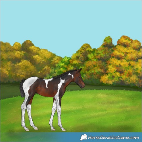 Horse Color:Brown Tobiano 