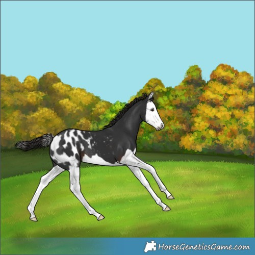 Horse Color:Gray Liver Chestnut Splash Appaloosa 