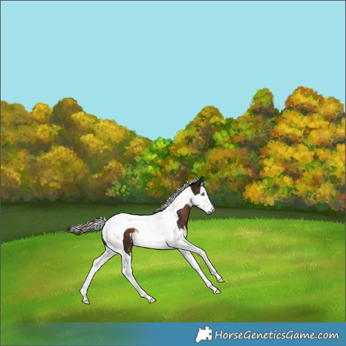 Horse Color:Gray Silver Bay Splash Tobiano 